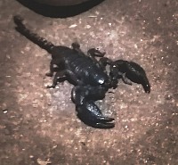 Scorpion