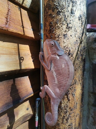 Chameleon on a fishing rod