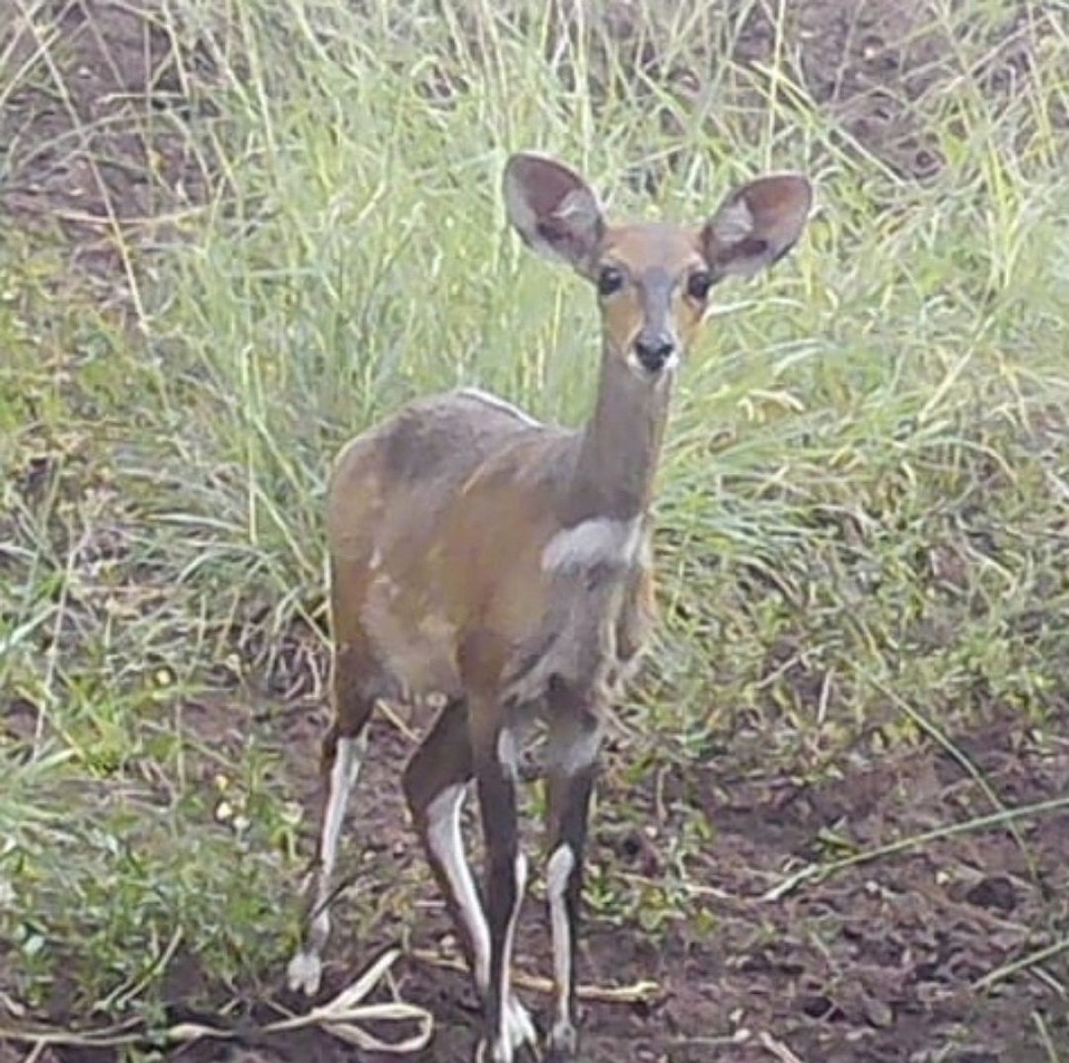 Bush buck