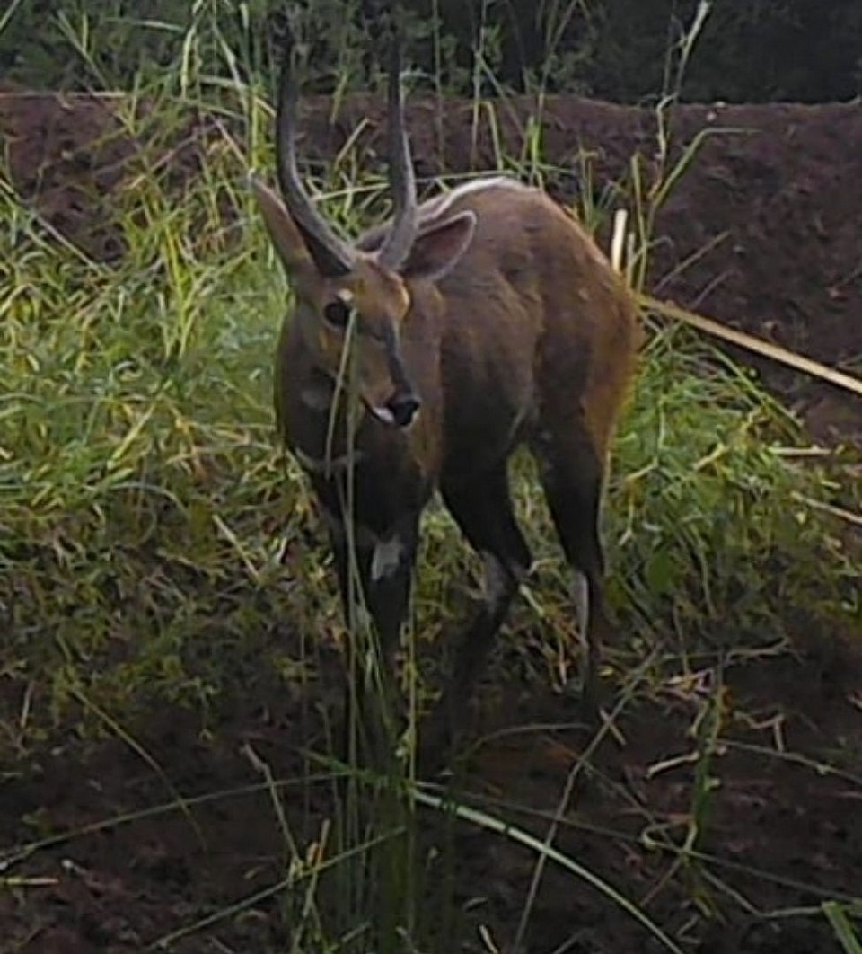 Bush buck